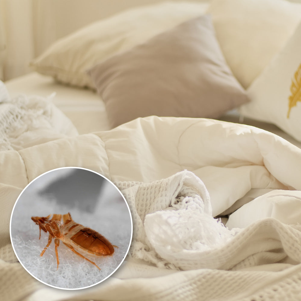 Bedbugs Killer Set