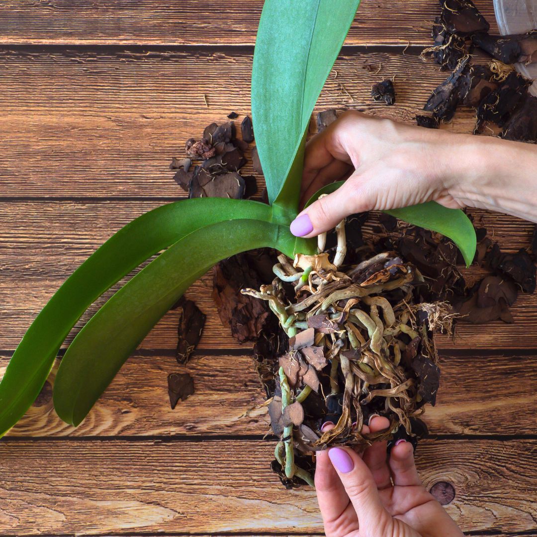 植物健康與昆蟲防禦套裝