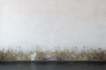 【回南天】霉菌總是反覆出現？原來關鍵在這裡！