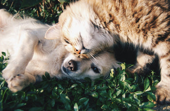 dog and cat