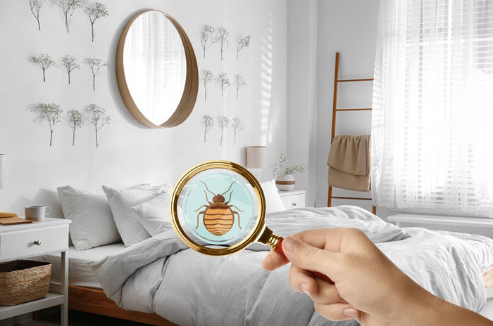 高效殺滅床蝨，天然安全的秘訣